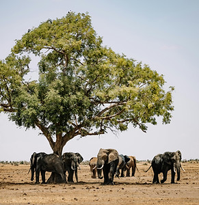einfachmalweg-botswana-afrika-elefanten.jpg