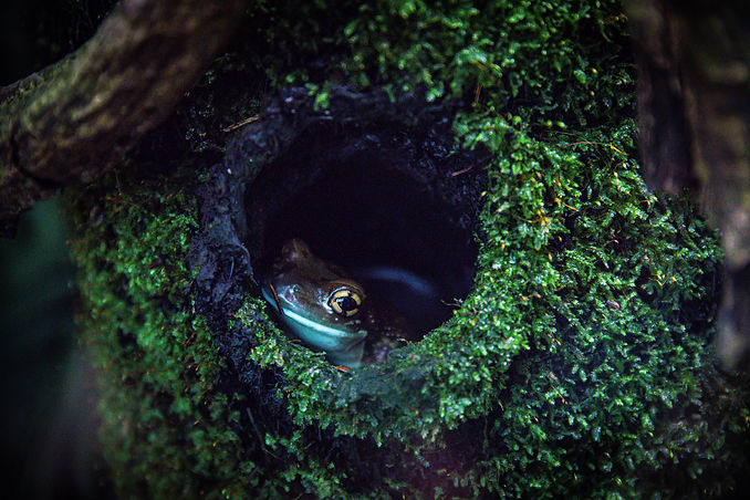 Frosch