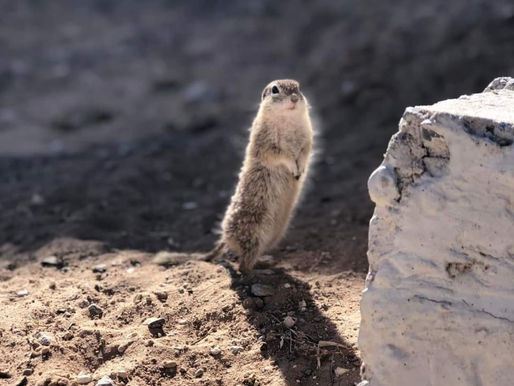 Conoce la fauna de Ciudad Universitaria