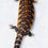 Thumbnail: Northern Blue Tongue - Repxotica Red Line - #6612