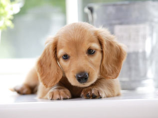 ぐっすり快眠！愛犬の寝床づくりのポイント