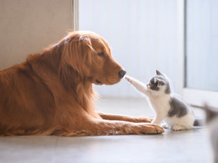 犬と猫、同じ「飼い方」してませんか?歴史から見る犬と猫の違い