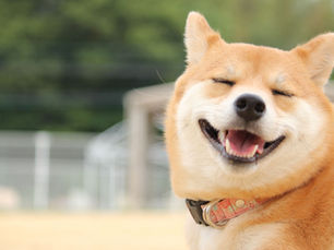 愛猫・愛犬をかわいく残す!ペットの写真を撮るポイント