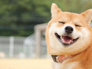 愛猫・愛犬をかわいく残す!ペットの写真を撮るポイント