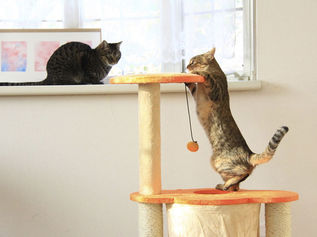 猫ちゃん大喜び！キャットタワーのDIY