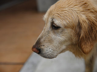 愛犬の「元気がない」と思ったら。老犬のために飼い主ができること