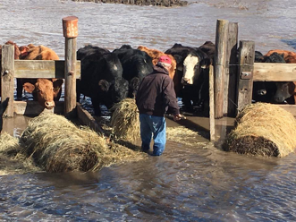 Nebraska Floods and Cow Parties