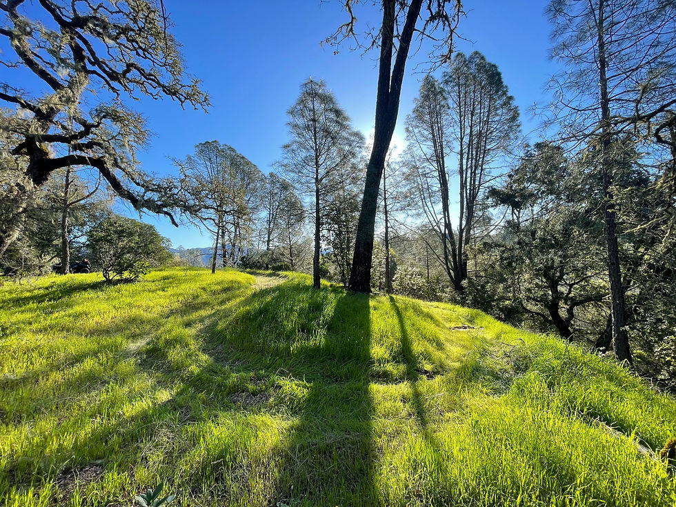 Trail overgrown with grass