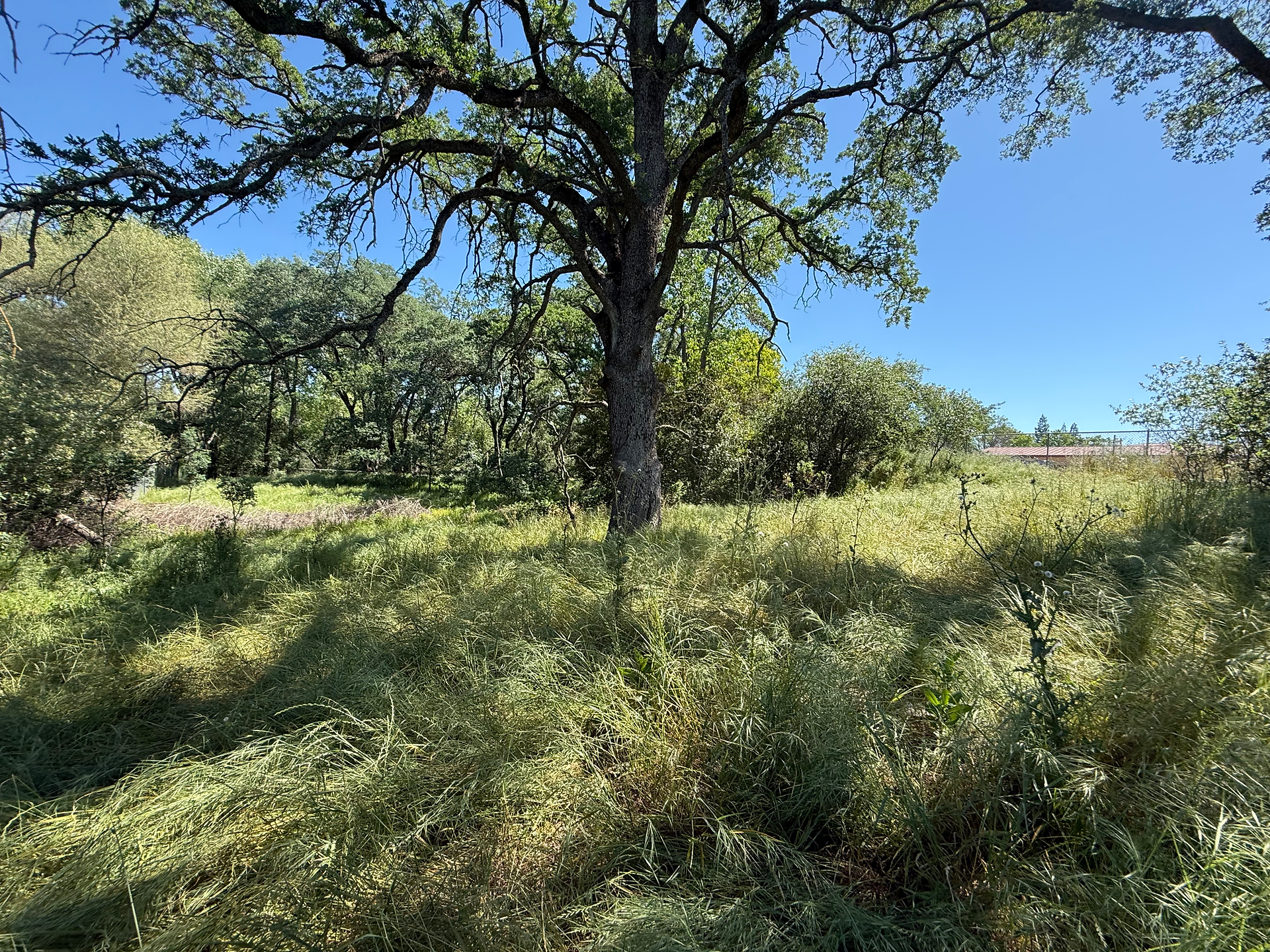 Perfect overgrown spot for a new part of the school trail repair project.