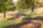A trail built by Trailscape, in the Bickford Ranch community, beautifully meanders through the trees and landscape revealing the story of this space. 