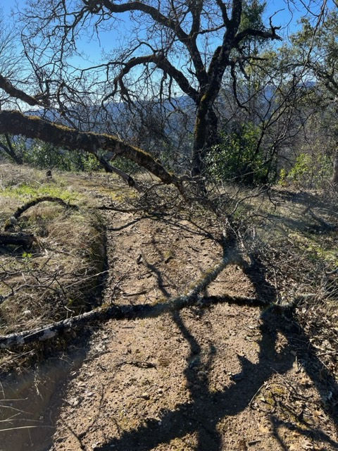 Fallen tree on the trail