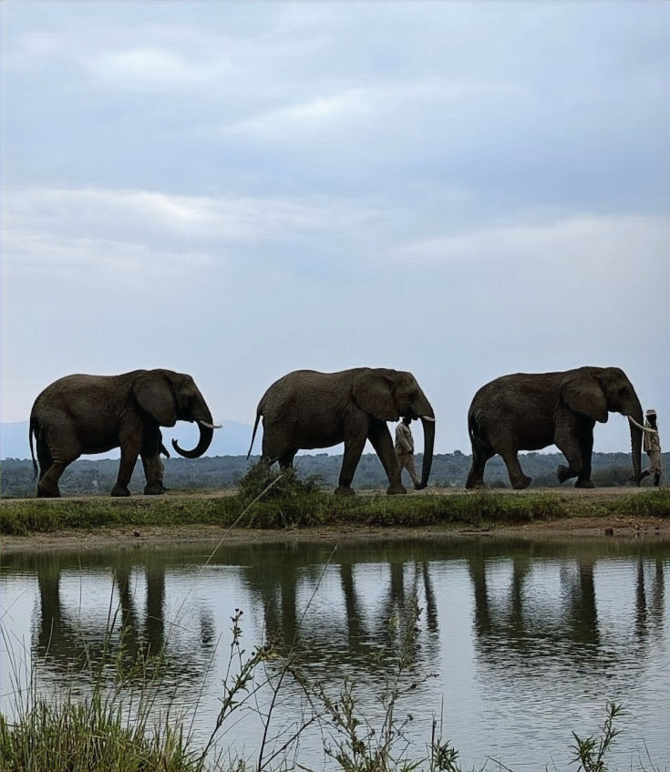 Herd of African elephants walking beside a waterhole during a safari in South Africa