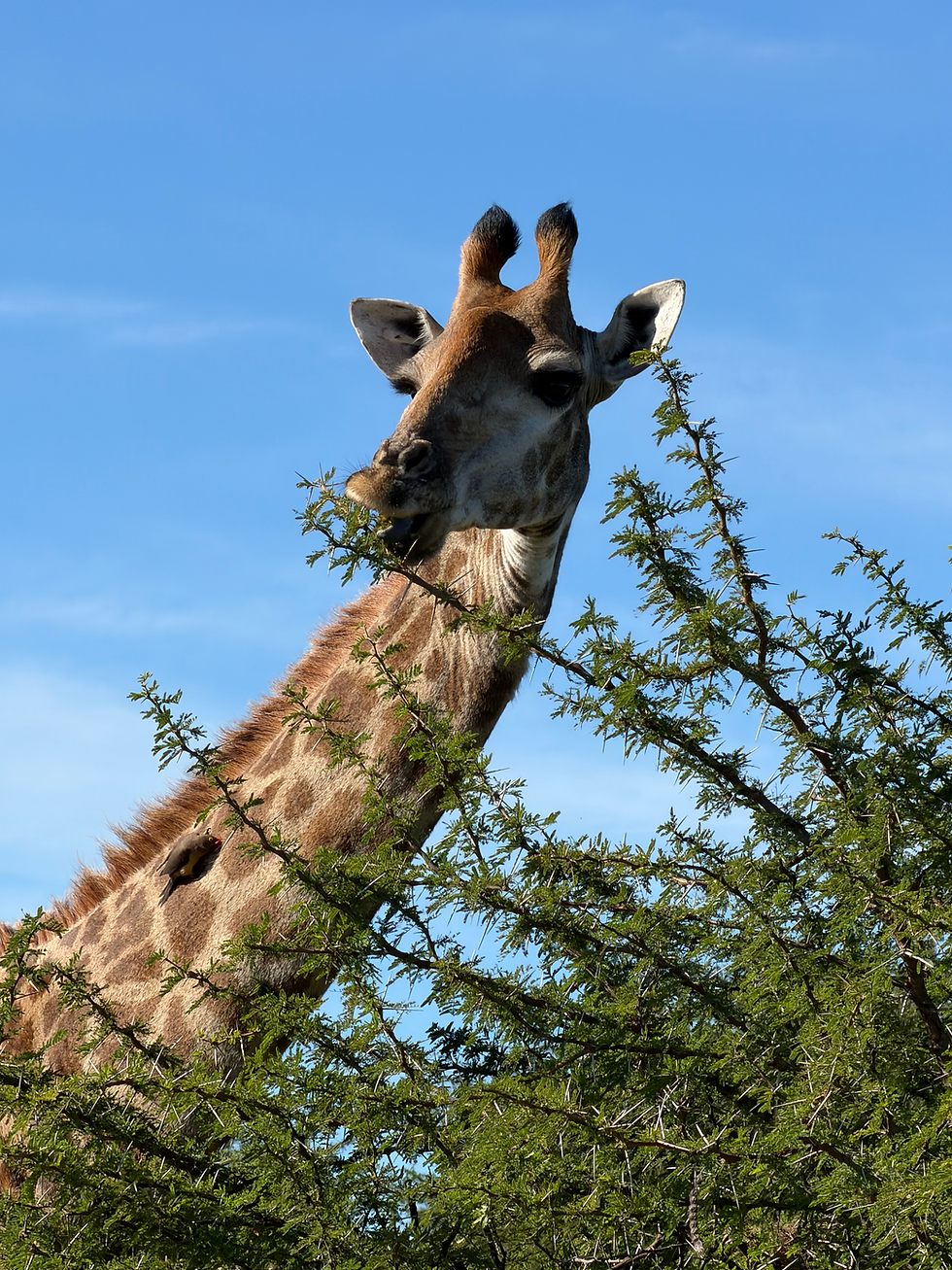 Giraffe feeding from an acacia tree during a safari in South Africa