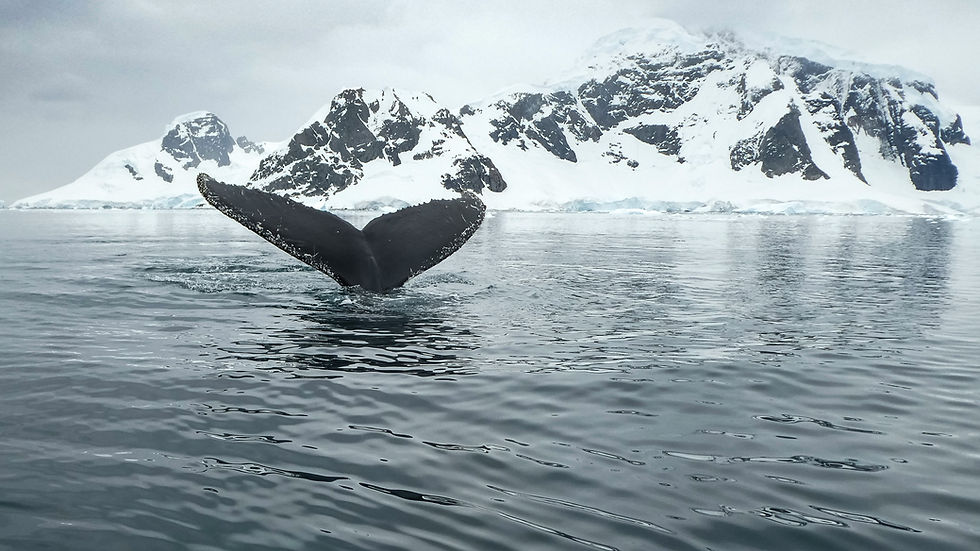A whale's tale is visibile as it submerges in Antarctica.
