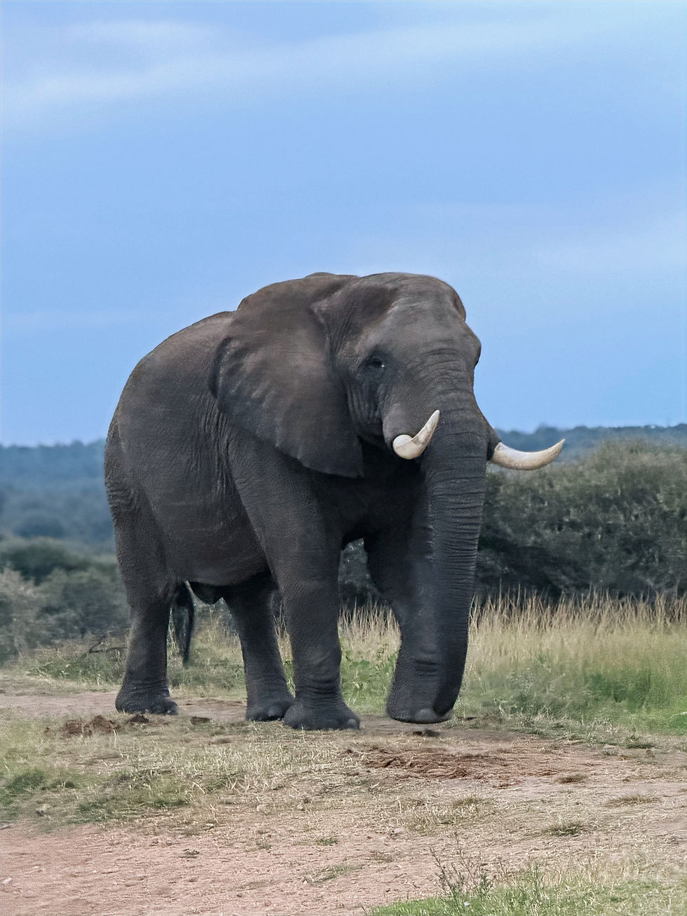 African elephant walking near a safari vehicle in a private game reserve in South Africa