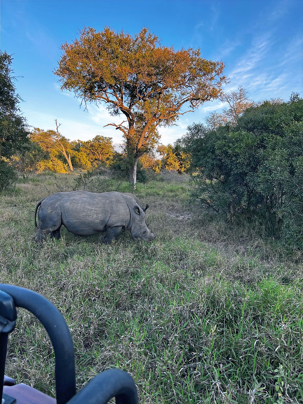 White rhino grazing near a safari vehicle during a game drive in South Africa