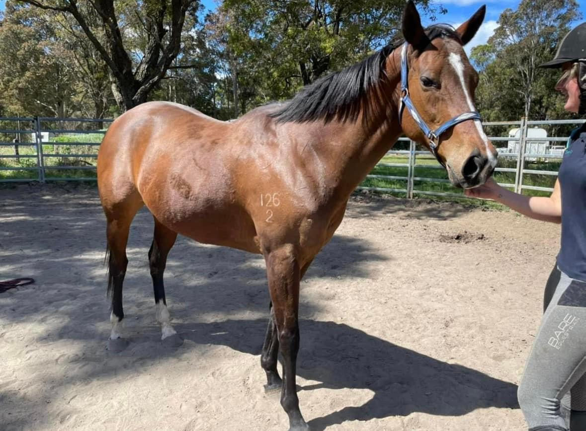 Sensational Allrounder/show hack/show jumper