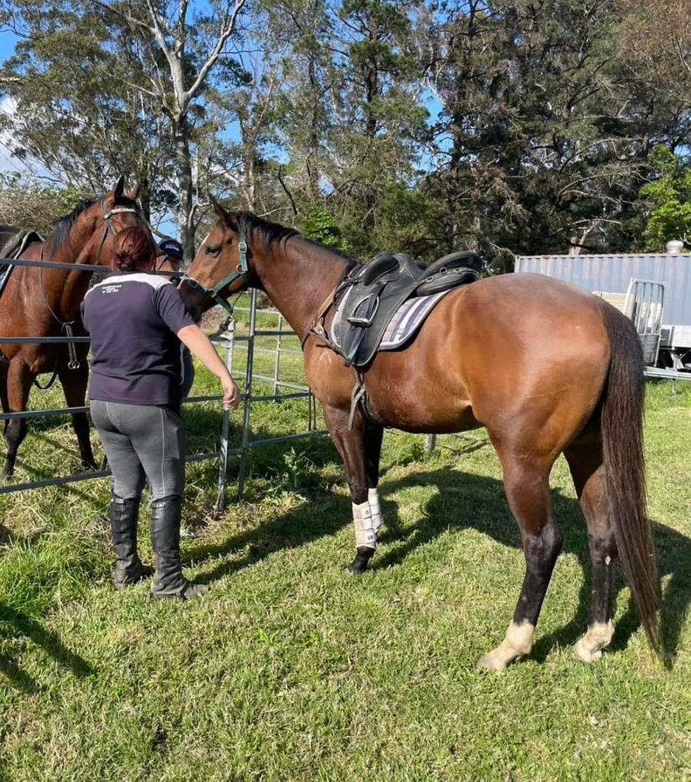 Thumbnail: Sensational Allrounder/show hack/show jumper 