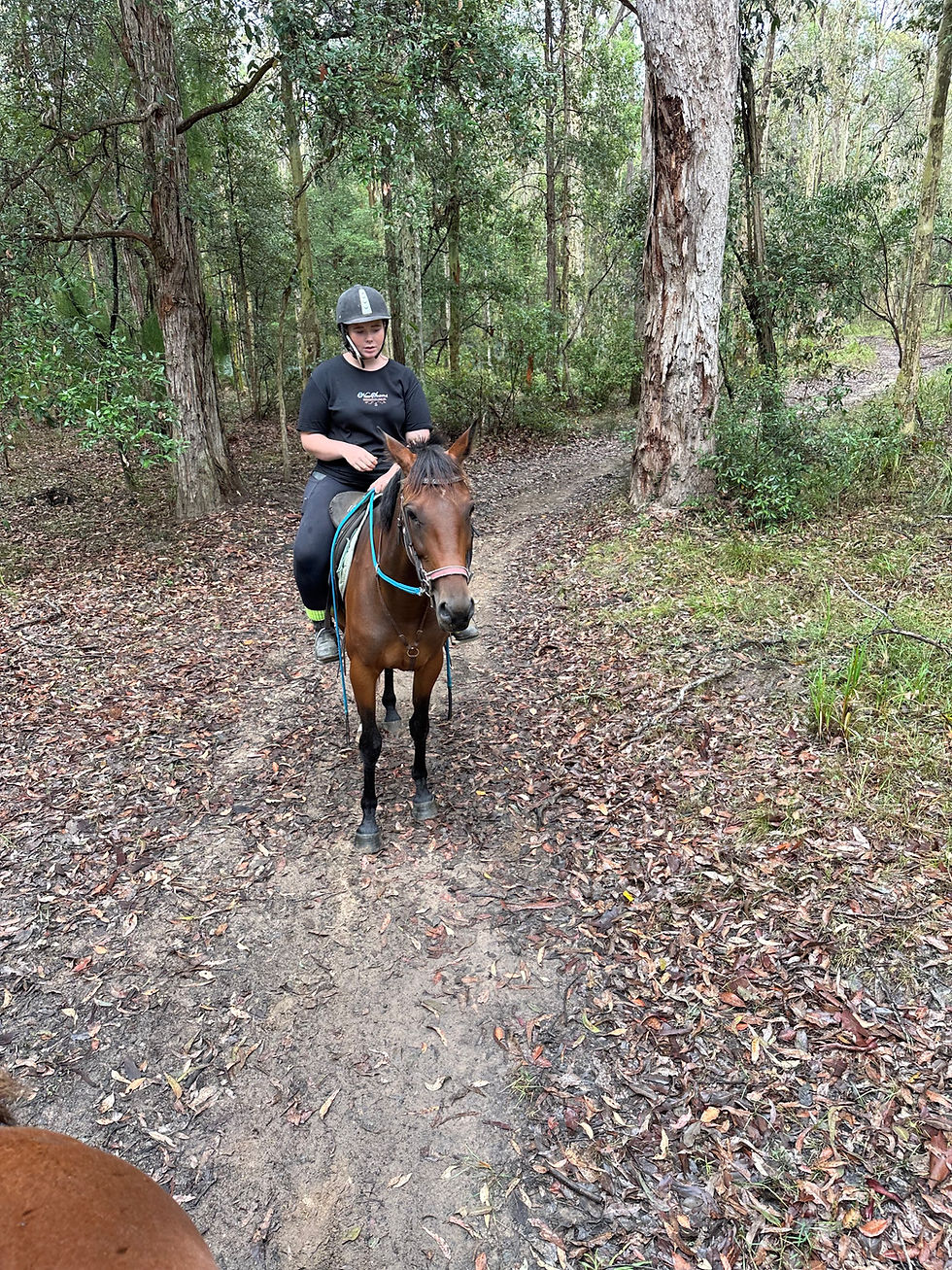 Diva - 14.3hh 8yo - Allrounder