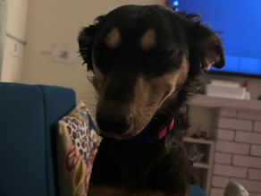 Why a dog jumps on people and how to stop it