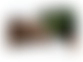 How to Tell If Your Dog Has a Fever and What to Do