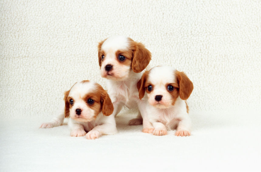 Puppy Poop