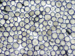 Rheological Properties of Calcium Hydroxylapatite with Integral Lidocaine