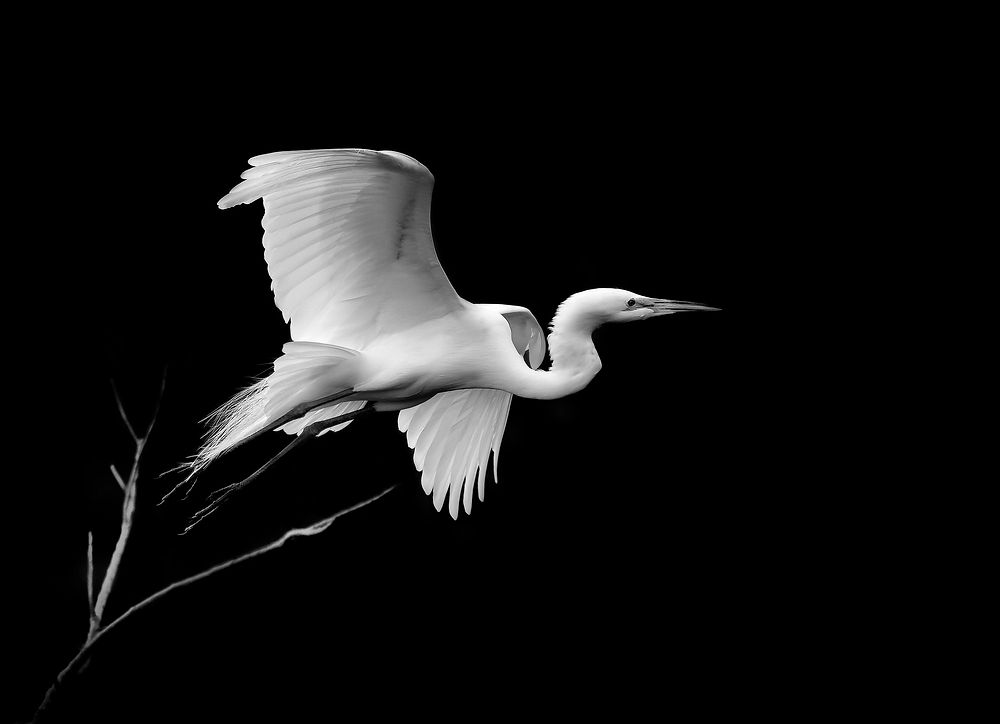 Egret taking off from a branch in Venice, Florida. Photographed in black and white.