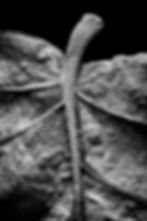 Macro photograph of a sea grape leaf. Photographed in black and white to allows the details to come through.