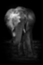 Black and white photographed elephant dusting himself at Zoo Tampa.