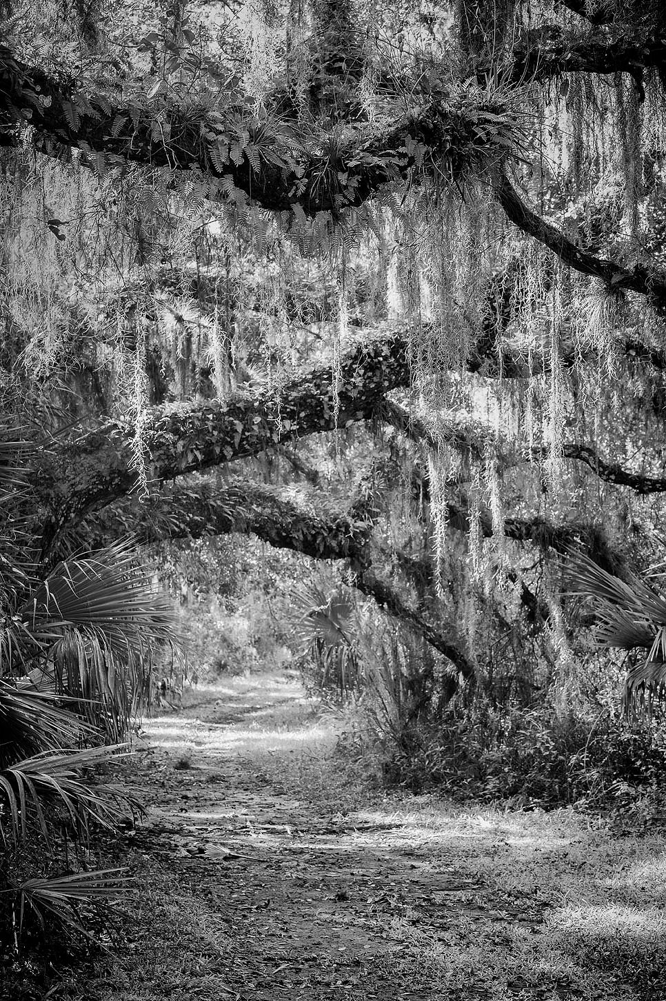 Pathway under a overhanging oak tree with Spanish moss. Photographed in black and white.