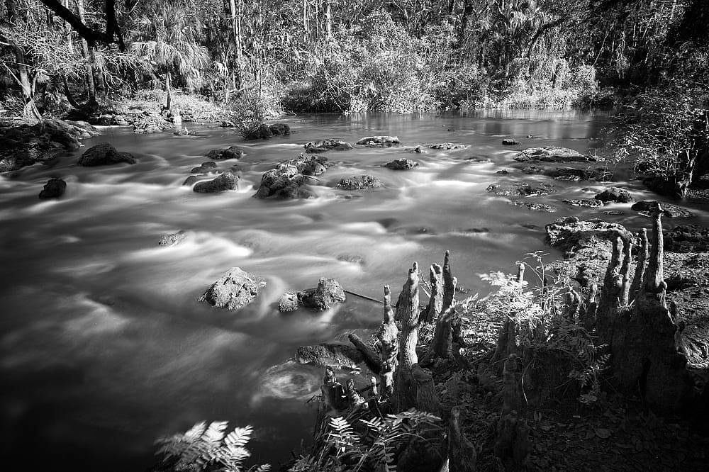 Hillsborough River photographed with long exposure and black and white. Located in Thonotosassa, Florida