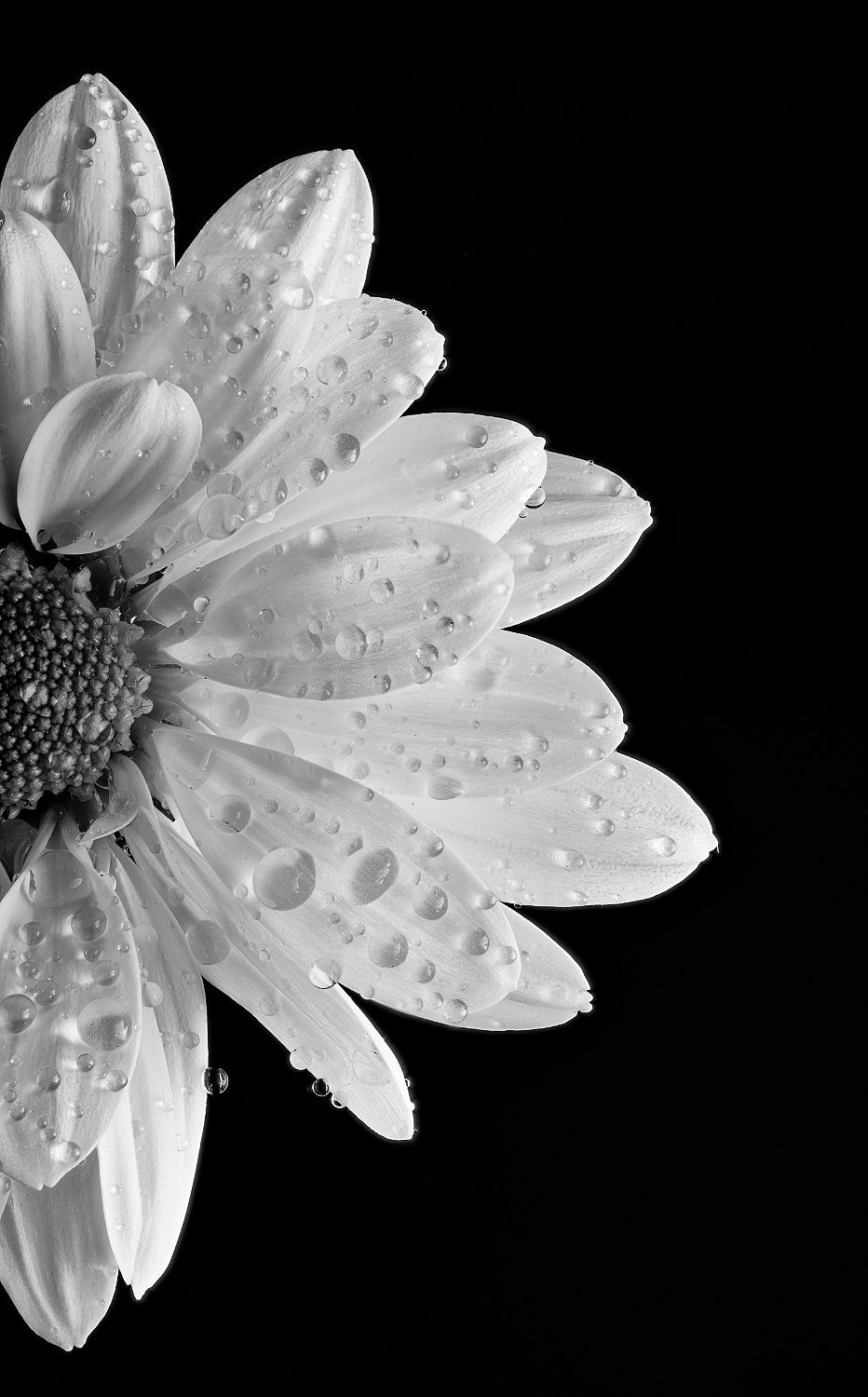 Black and white photograph of a daisy with water drops on it with a black background