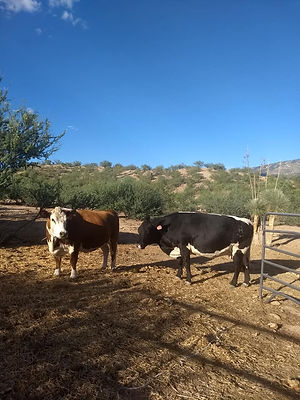 45244361_268971090474680_856948428131375