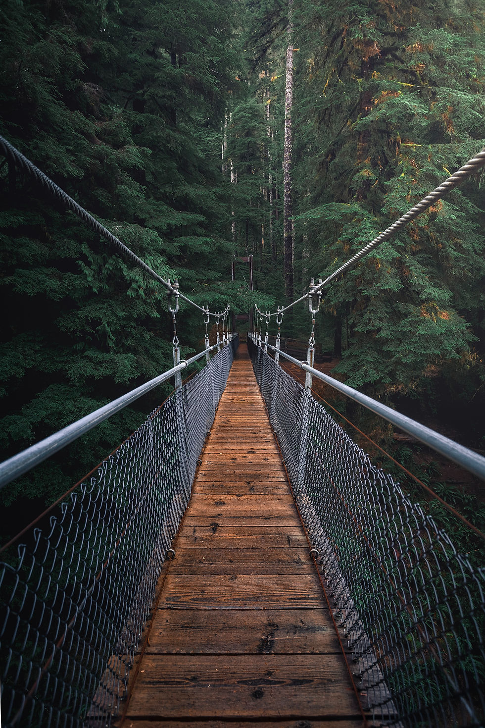 Hängebrücke in einen Wald