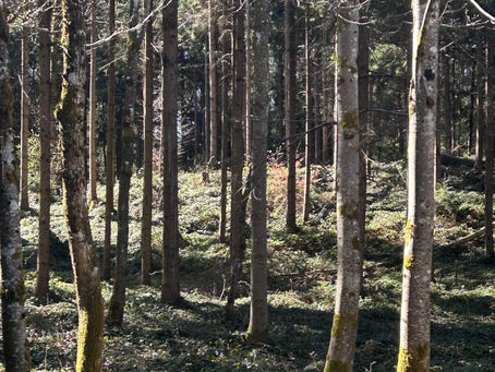 Oberriedner Wald, Achtsames Gehen
