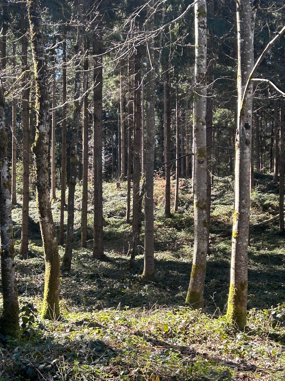 Oberriedner Wald, Achtsames Gehen