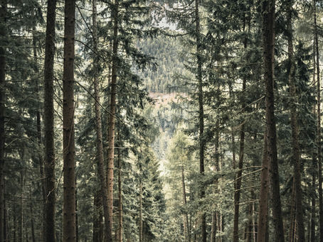 Die Bedeutung der Wintersonnenwende im Jahreskreis. Weg durch einen Tannenwald.