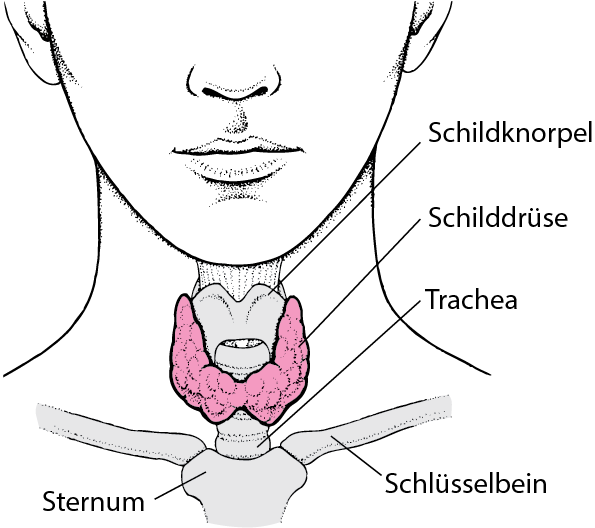 Anatomie Sitz der Schilddrüse