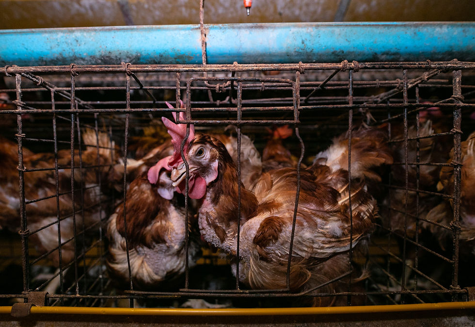 caged egg farms