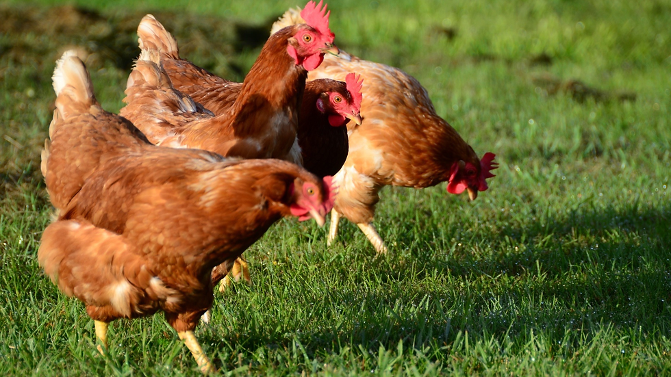 cage free hens