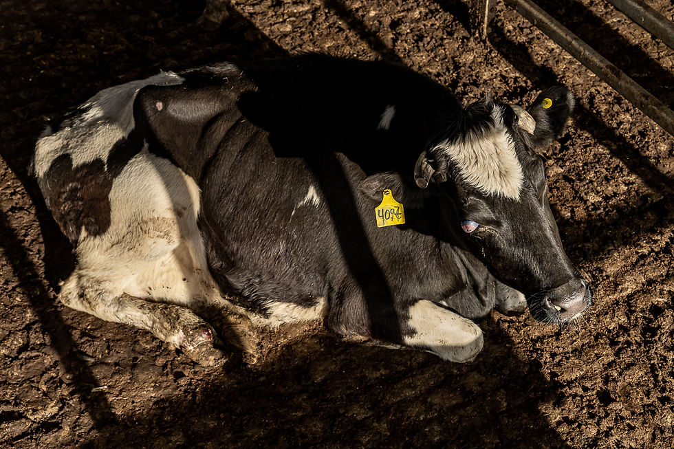 an injured, underfed cow with injuries in an auction market in Argentina