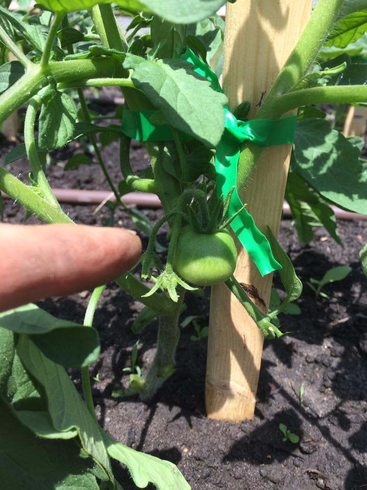 May 26 Tomatoes!