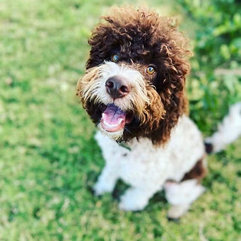 Lexi.jpg