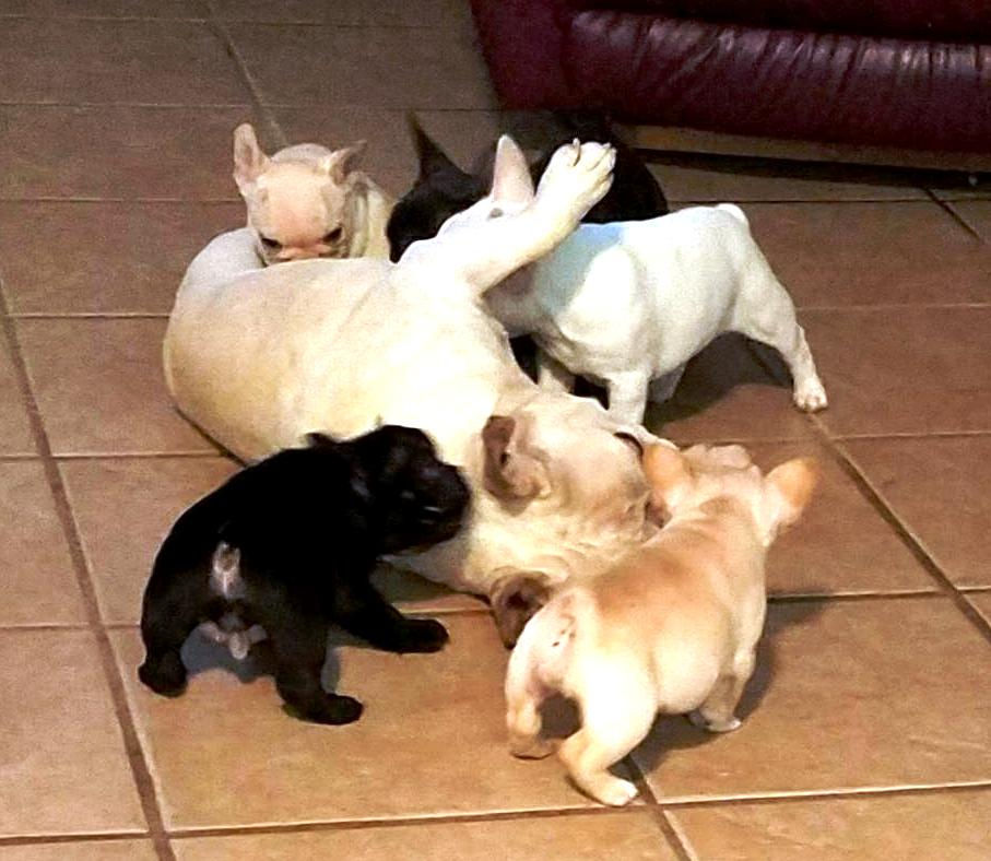 Chitawee French Bulldogs