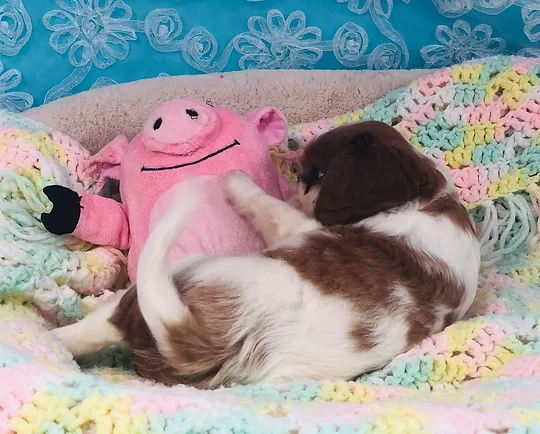 cavaliers of castlemar puppy mill