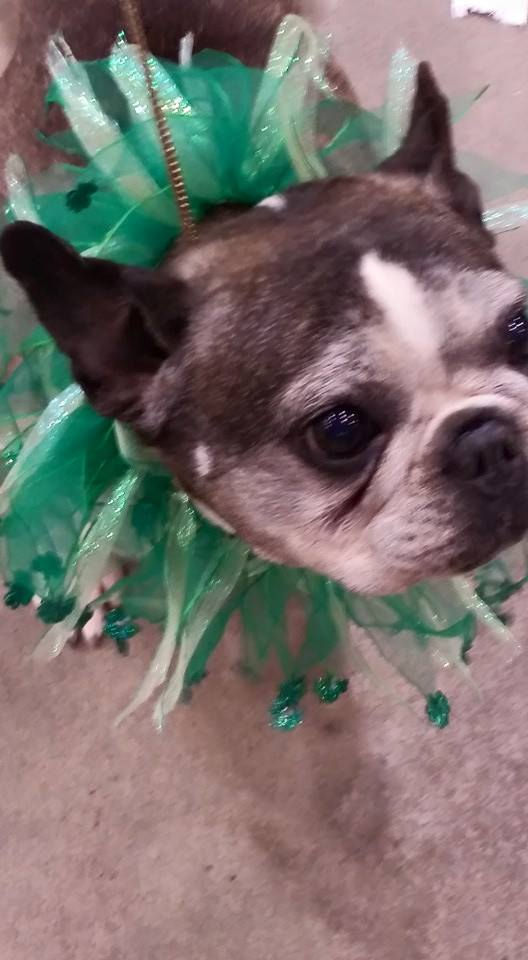 Premier French Bulldogs