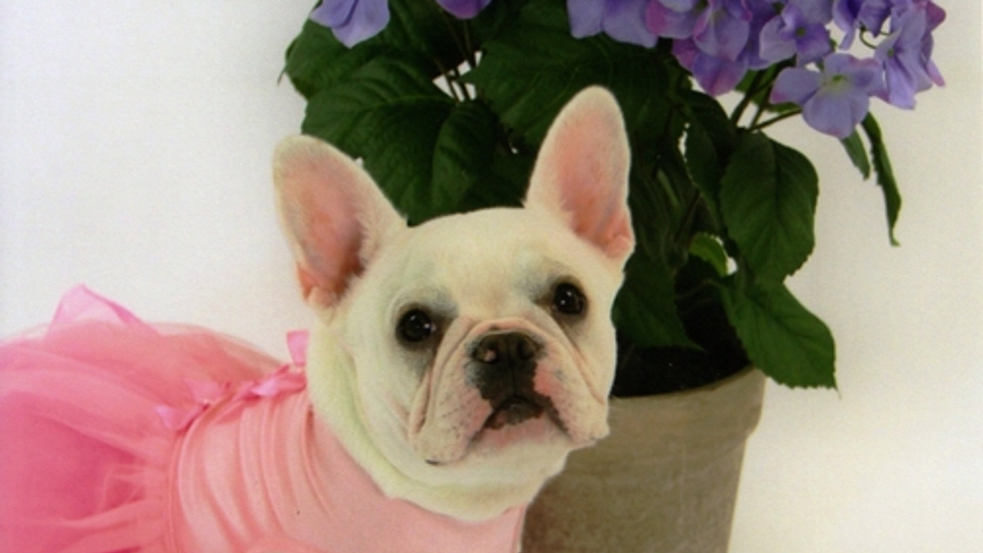 Chitawee French Bulldogs