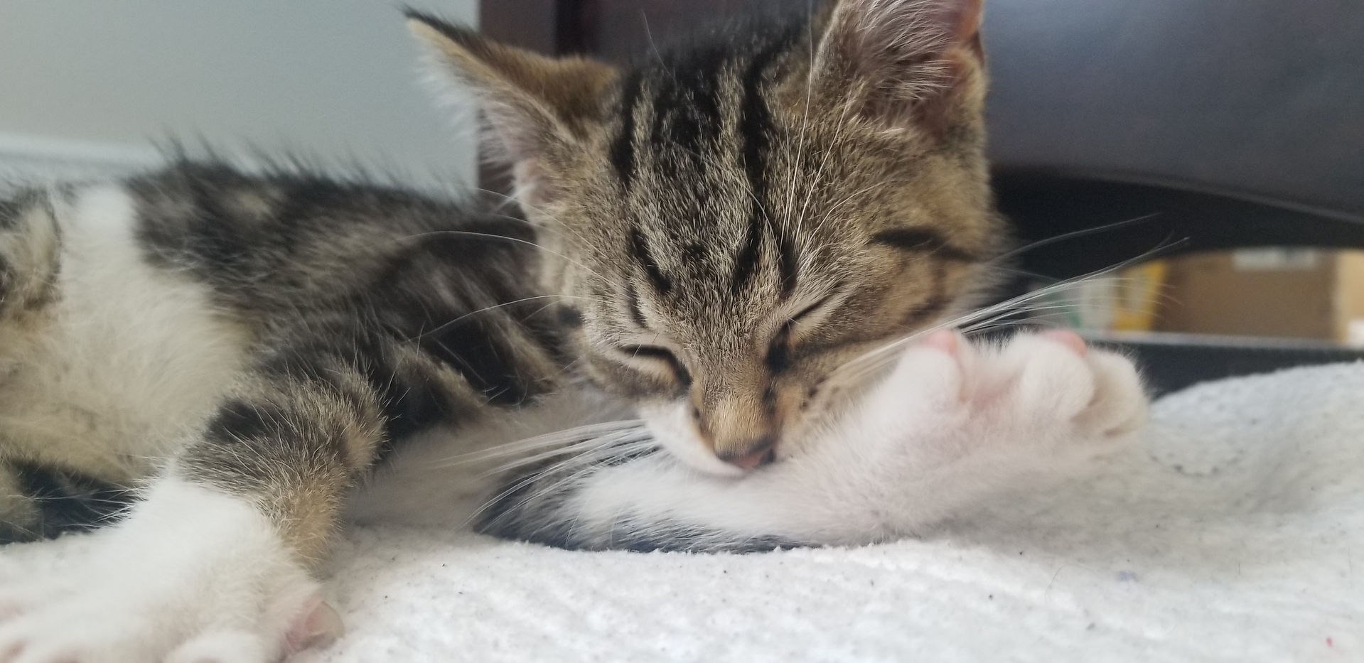 Cleaning up before settling in.