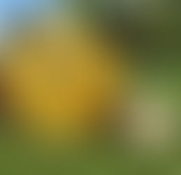 Haybale Decorating Contest